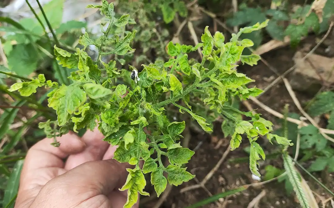 Tomato virus protection with peptide spray